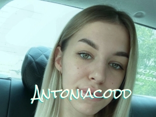 Antoniacodd