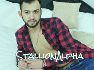 StallionAlpha